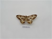 藏品(尺蛾228)的圖片